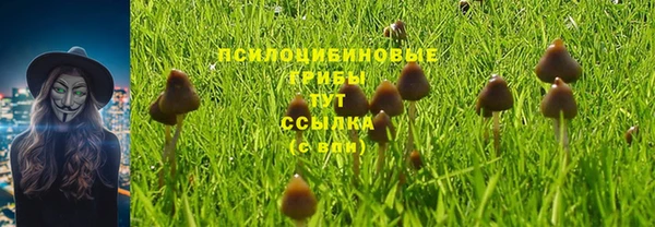 прущие грибы Алексин