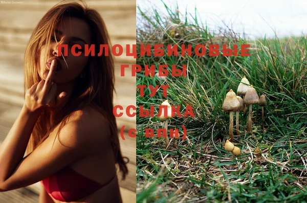 PSILOCYBIN Алексеевка
